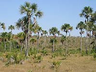 199px-Vegetation of riverine ecosystems.jpg