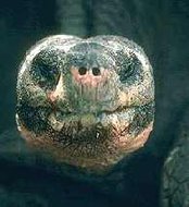 190px-Turtlesense.jpg
