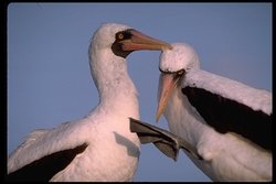 250px-Henderson island2.jpeg