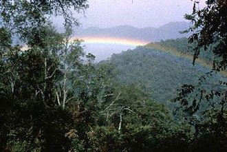 330px-Bwindi Forest, Uganda.JPG