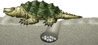 200px-Turtlelay.gif