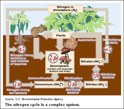 Nitrogencycle.png