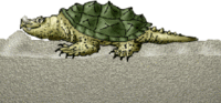 200px-Turtlenest.gif