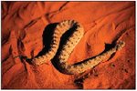 Reptiles occur in the arid Creosote Bush-Dominated Basins (14a). A sidewinder, pictured here, inhabits sandy areas of the Mojave and Sonoran deserts. (Photo: © Lynn Chamberlain)