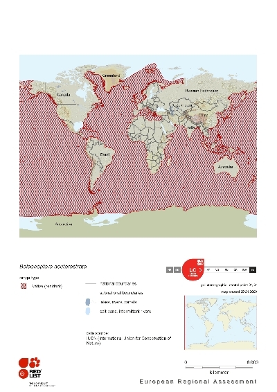 Distribution of Northern Minke Whale.png.jpeg