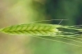 EinkornwheatTriticum monococcum.jpg