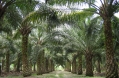 Oilpalm malaysia.jpg