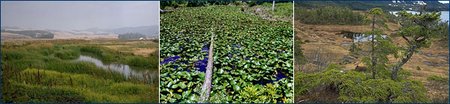 450px-Wetlands sequence.jpg