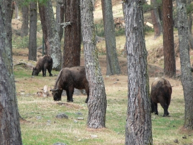 800px-Takin, Thimphu mini-zoo.jpg