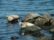 180px-Harbor seal 1.jpg