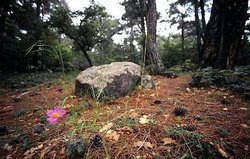 250px-Balkan mixed forests 1.jpg