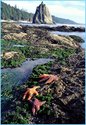 125px-OlympicCoast tidepools2.jpg