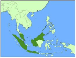 260px-Kerivoula pellucida distribution.jpg