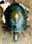 150px-Turtlehatch.jpg