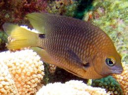 260px-Threespot damselfish.jpg