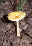 150px-Na0407 fly agaric vt.jpg