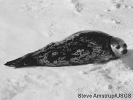 260px-Ringed seal 1.jpg