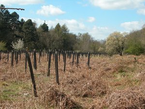 300px-Restoring-native-oak-woodland-(tubed-to-present-deer-damage).jpg