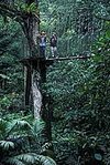 A canopy walkway gives a superior view of the forest in Gunung Gede National Park, Java. (Source: ©<a href=%27http_/www.conservation.org/Pages/default.aspx/%27.html class='external text' title='http://www.conservation.org/Pages/default.aspx/' rel='nofollow'>Conservation International</a>, photo by Haroldo Castro)