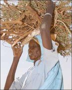 180px-Woman collecting firewood.JPG