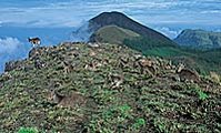 199px-Topography of the western ghats.jpg