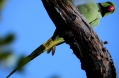 Common Parakeet at Keoladeo National Park, Bharatpur Rajasthan, India.jpg