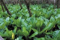 200px-Skunk cabbage patch.jpg