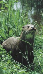 250px-Otter.JPG