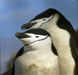 260px-Chin Strap Penguin 1.jpg