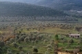 640px-Olive groves in Syria.jpg