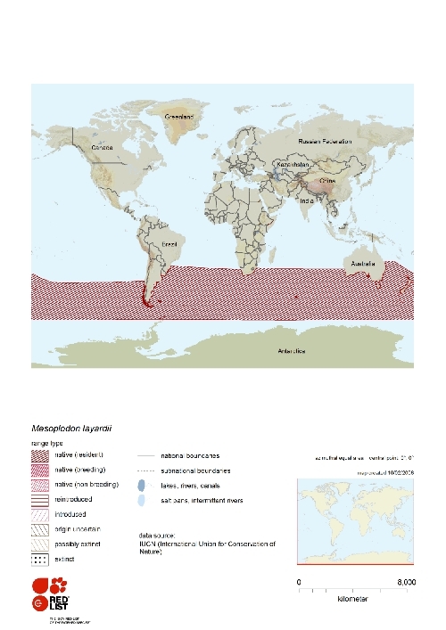 Distribution of Strap-toothed Whale.png.jpeg