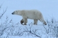 Polarbearwalkingchurchill510px.jpg