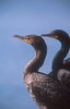 100px-Double-crested Cormorants.jpg