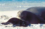 180px-Hawaiian monk seal 1.jpg