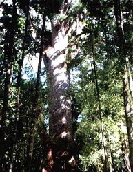 250px-Aa0406 kauri.jpg