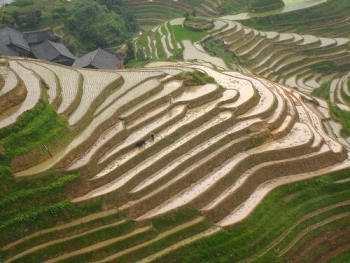 Rice Paddies.jpg