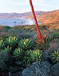 149px-Baja, California.jpg