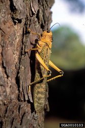 250px-Cricket.jpg