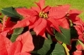 Poinsettia