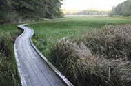 190px-South Slough Reserve, boardwalk.JPG