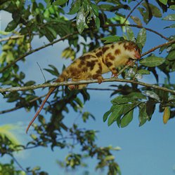 250px-Spotted cuscus irianjava.jpg