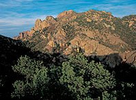 199px-Pinyon pine forest.jpg