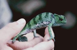 250px-ChameleonCameroon.jpg