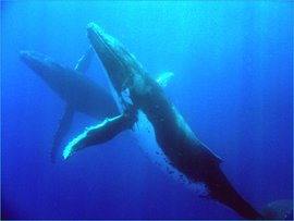 270px-Humpbackwhale.jpg