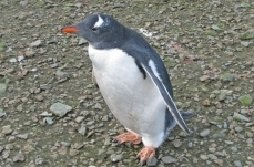 Gentoo penguin