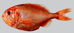 250px-Orange Roughy NIWA.jpg