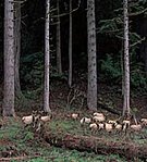 149px-Redwood National Park.jpg