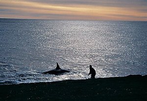 300px-Orca peninsula valdes.jpg