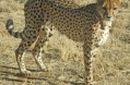 Cheetahwaterbergconservnamibia.jpg