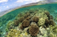 Catching a Coral Killer
